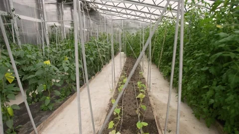 Rows of plants inside greenhouse Stock Footage 251827117