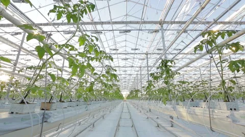 Rows of plants in a large greenhouse Video stock 55786563