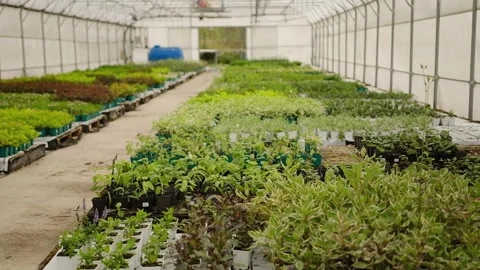 Rows of plants in a large greenhouse Stock Footage 301526913