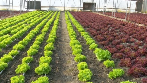 Rows of plants on modern farm for growing lettuce 스톡 동영상 76288788