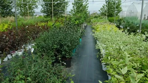 Rows of Plants in a Nursery Stock Footage 301527634
