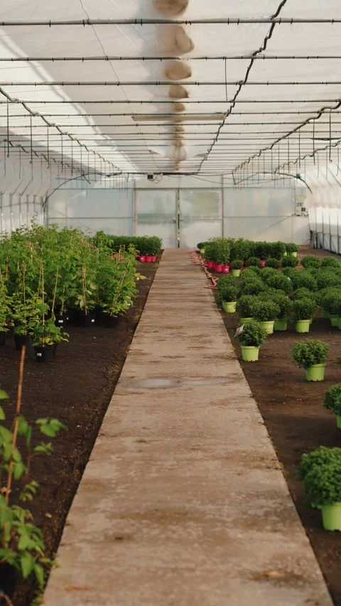 Rows of plants with pathway inside greenhouse Vídeos de archivo 317078383