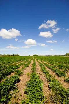 Rows of plants Stock Photos
