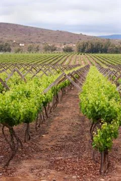 Rows of plants in vineyard Stock Photos