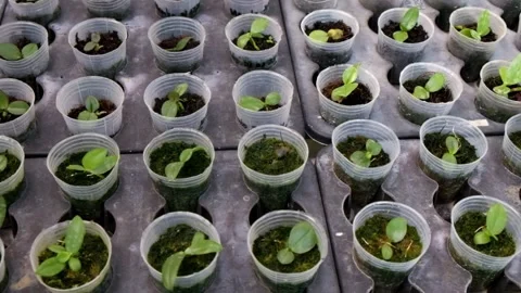 Rows of plastic cups for orchid breeding Stock Footage 274786342