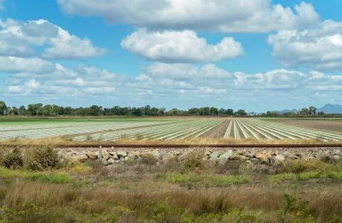 Rows of plastic laid down over soil to contain moisture and prevent weeds in Stock Photos