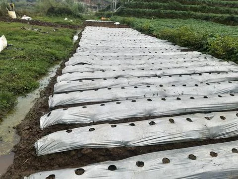 Rows of plastic mulch covering soil in a farm field for crop cultivation Stock Photos
