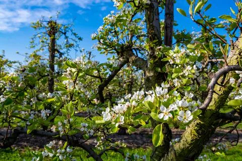 Rows with plum or pear trees with white blossom in springtime in farm orchard Stock Photos