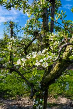 Rows with plum or pear trees with white blossom in springtime in farm orchard Stock Photos