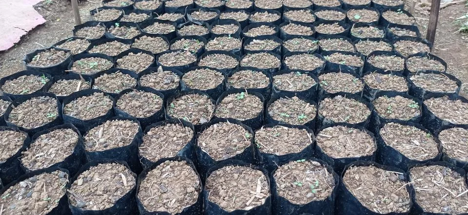 Rows of polybags Stock Photos