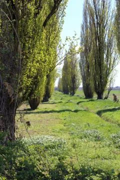 Rows of poplars in the countryside Stock Photos