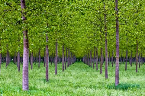 Rows of poplars Stock Photos