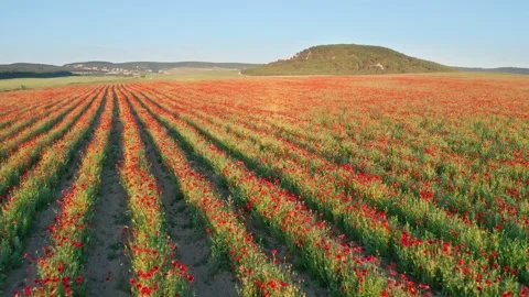 Rows of poppies flowers at sunset Video stock 171235976