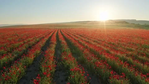 Rows of poppies flowers at sunset Stock Footage 171236003