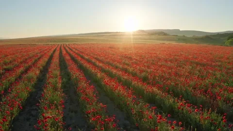 Rows of poppies flowers at sunset Video stock 171236004