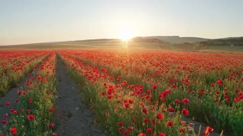 Rows of poppies flowers at sunset Video stock 171236071