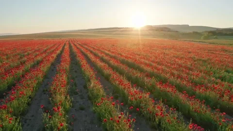 Rows of poppies flowers at sunset Video stock 171236411