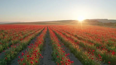 Rows of poppies flowers at sunset Video stock 171236537