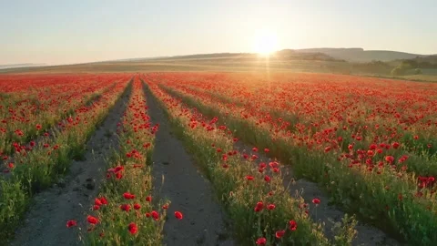 Rows of poppies flowers at sunset Video stock 171236776