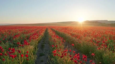 Rows of poppies flowers at sunset Video stock 171236793