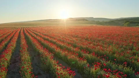 Rows of poppies flowers at sunset Video stock 171236844