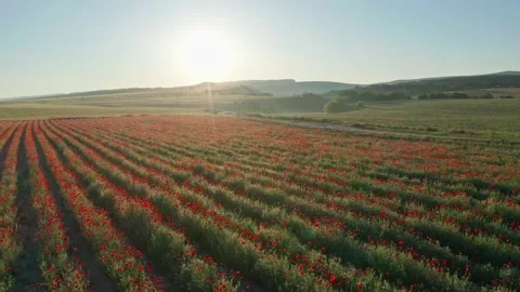 Rows of poppies flowers at sunset.  Stock Footage 233183610