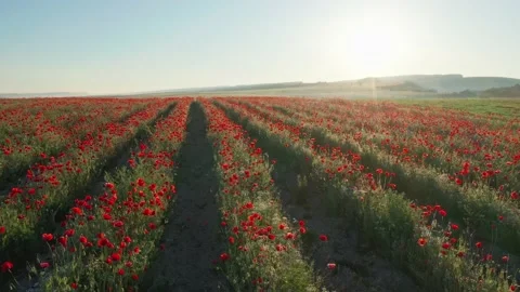 Rows of poppies flowers at sunset.  Stock Footage 233183710