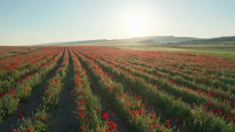 Rows of poppies flowers at sunset.  Stock Footage 233287256