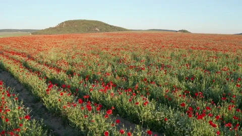 Rows of poppies flowers at sunset.  Stock Footage 233289512