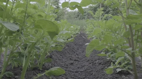 Rows of potato bushes. Growing potatoes. Potato bushes in the garden. Stock Footage 201528688