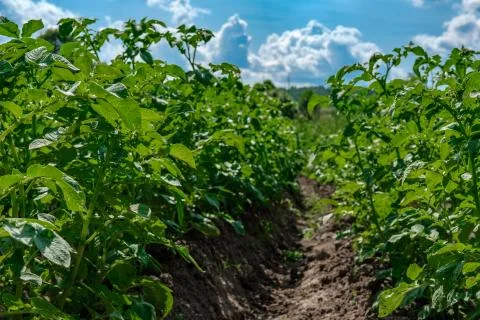 Rows of potato bushes. Stock Photos