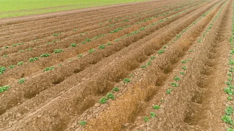 Rows of Potato Plants on Farm Video stock 146859269