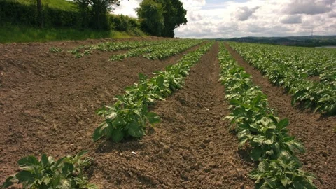Rows of Potato plants fields in farmland countryside Vídeo Stock 336956755