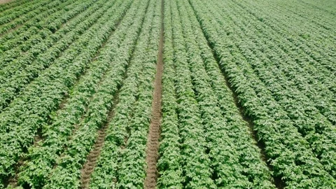Rows of Potato plants fields in farmland countryside Vídeo Stock 337565553