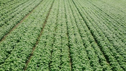Rows of Potato plants fields in farmland countryside Stockbeeldmateriaal 338023723