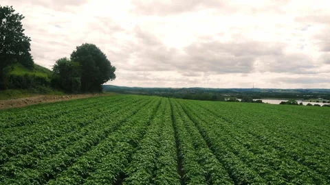 Rows of Potato plants fields in farmland countryside Video stock 344747452