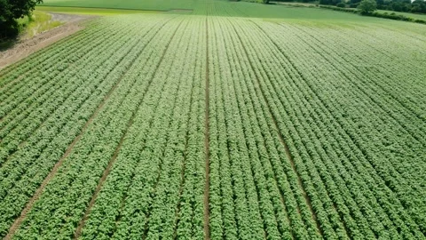Rows of Potato plants fields in farmland countryside Video stock 344747560