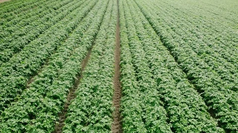 Rows of Potato plants fields in farmland countryside Video stock 344747615