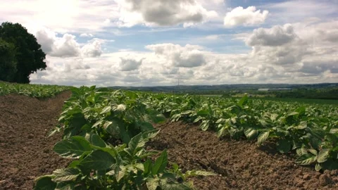 Rows of Potato plants fields in farmland countryside Stockbeeldmateriaal 347219968
