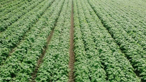 Rows of Potato plants fields in farmland countryside Stock-Footage 347578248
