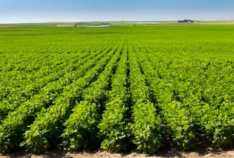 Rows of potato plants with large irrigation watering in the background, North of Stock Photos