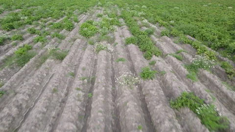 Rows of potatoes with empty spaces and passes instead of green tops Stock Footage 159664258