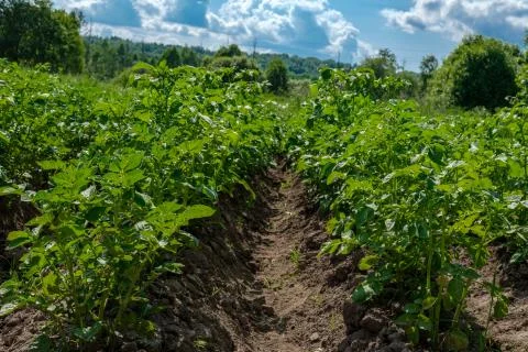 Rows of potatoes in the field. Stock Photos