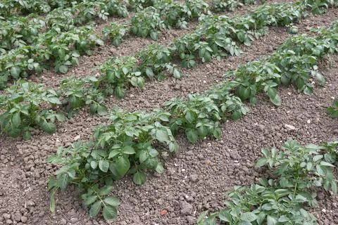 Rows of potatoes growing in a vegetable garden Stock Photos