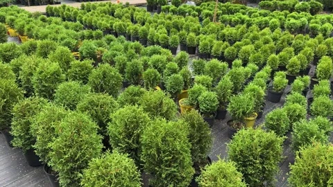 Rows of pots with green young seedlings of Thuja occidentalis Brabant and Stock Footage 286720220