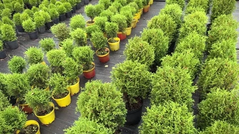 Rows of pots with green young seedlings of Thuja occidentalis Smaragd trees in Stock Footage 286720806