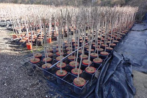 Rows of pots in stands with long stem plants Stock Photos