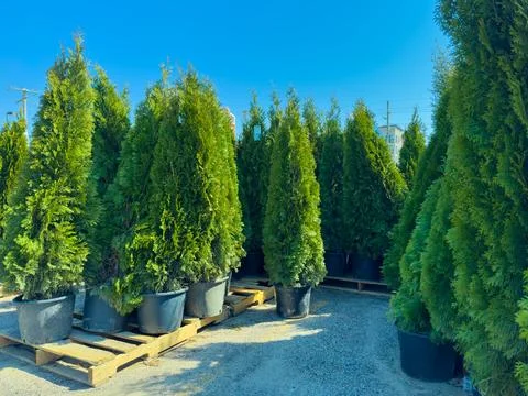 Rows of potted evergreen trees are situated at a plant nursery. The sun shine 스톡 사진