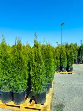 Rows of potted green trees are arranged neatly at a garden center. The sun sh Stock-Fotos