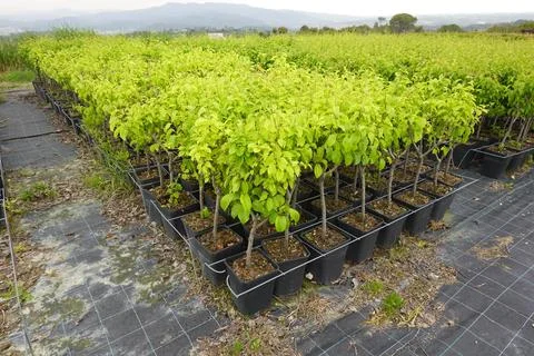 Rows of potted saplings growing in tree nursery Stock Photos
